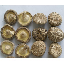 Shiitake Pilze Weiße Blume Shiitake